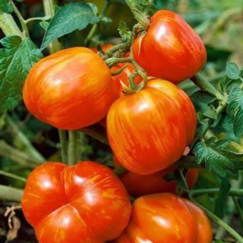 Mr. Stripey Tomato, Standard (Slicing) Tomato (Lycopersicon esculentum)