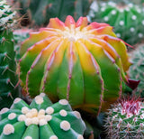 Acanthocalycium Species Cactus Varieties Mix - Assorted Cactus Seeds