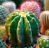 Acanthocalycium Species Cactus Varieties Mix - Assorted Cactus Seeds
