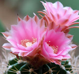 Acanthocalycium australis - Cactus Seeds