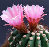 Acanthocalycium australis - Cactus Seeds