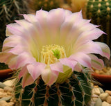 Acanthocalycium catamarcense - Cactus Seeds