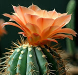 Acanthocalycium catamarcense - Cactus Seeds