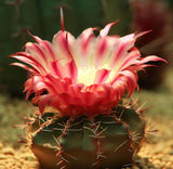 Acanthocalycium hoevenii - Cactus Seeds