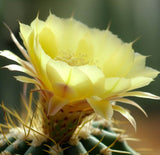 Acanthocalycium hoevenii - Cactus Seeds