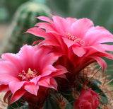 Acanthocalycium hoevenii - Cactus Seeds