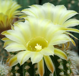 Acanthocalycium klimpelianum - Cactus Seeds