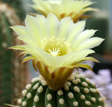 Acanthocalycium klimpelianum - Cactus Seeds
