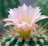 Acanthocalycium spiniflorum - Cactus Seeds