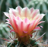 Acanthocalycium spiniflorum - Cactus Seeds