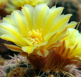 Acanthocalycium thionanthum - Cactus Seeds