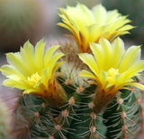 Acanthocalycium thionanthum - Cactus Seeds