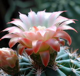 Acanthocalycium Species Cactus Varieties Mix - Assorted Cactus Seeds