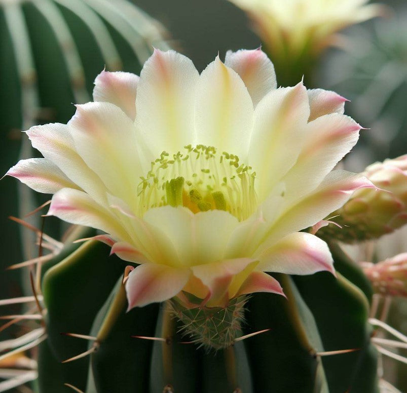 Acanthocalycium variiflorum - Cactus Seeds – MySeedsCo