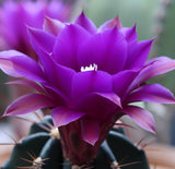 Acanthocalycium violaceum var. Violet - Deep violet flower color - Cactus Seeds