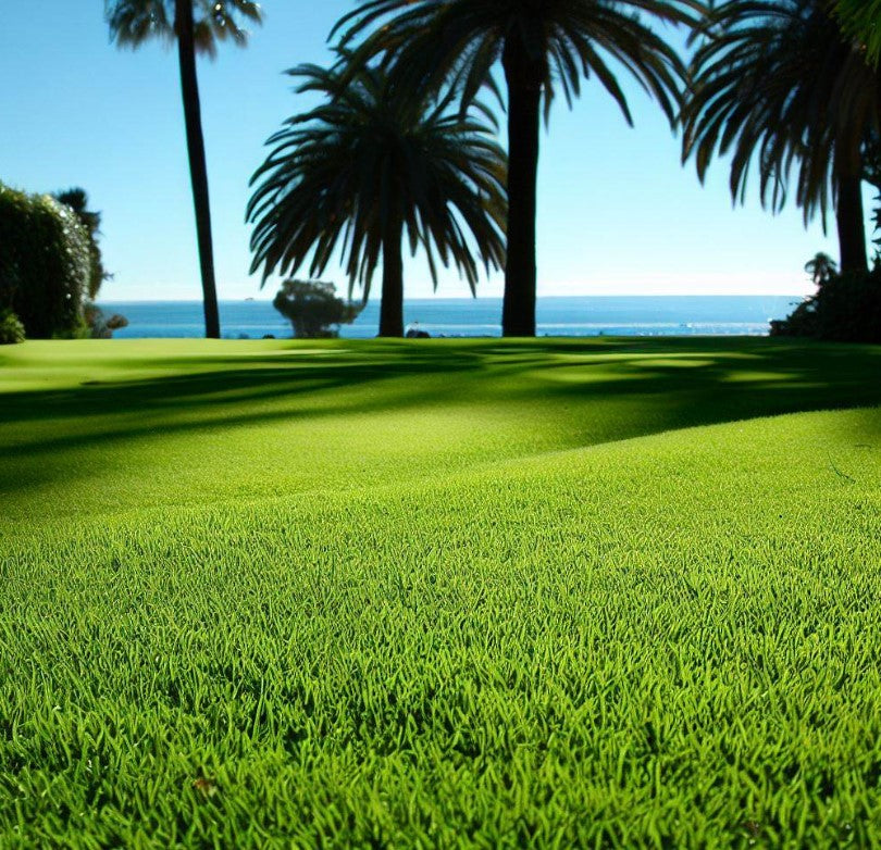 planting argentine bahia grass seed Argentine Bahia Spring & Summer Grass Seed Mix (Grass Seed Mix)