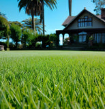 Argentine Bahia Grass Seed - Coated (Grass Seed)