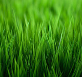 Argentine Bahia Spring & Summer Grass Seed Mix (Grass Seed Mix)