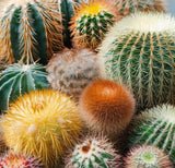 Cactus Varieties Mix - Assorted Cactus Seeds