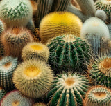 Cactus Varieties Mix - Assorted Cactus Seeds