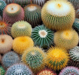 Cactus Varieties Mix - Assorted Cactus Seeds