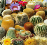 Cactus Varieties Mix - Assorted Cactus Seeds