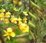 Caragana korshinskii (Korshinsk Peashrub, Korshinsk Pea Shrub)