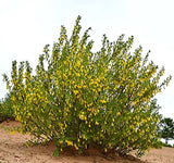 Caragana korshinskii (Korshinsk Peashrub, Korshinsk Pea Shrub)