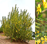 Caragana korshinskii (Korshinsk Peashrub, Korshinsk Pea Shrub)