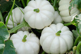 Casperita F1 Hybrid Mini White Pumpkin (Cucurbita maxima)