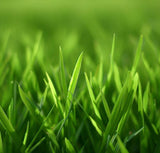 Common Bermuda Grass Seed - Unhulled & Coated (Grass Seed)