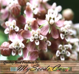 ASCLEPIAS syriaca (Common Milkweed)