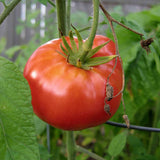 Mortgage Lifter Tomato, Standard (Slicing) Tomato (Lycopersicon esculentum)