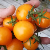 Sunray Tomato, Standard (Slicing) Tomato (Lycopersicon esculentum)