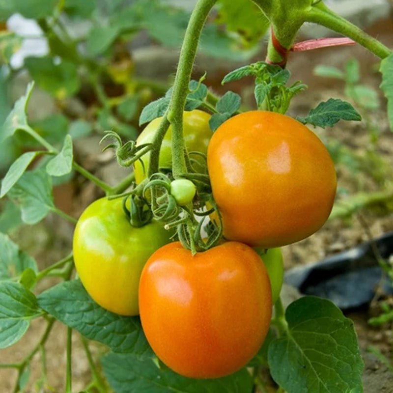 Sunray Tomato, Standard (Slicing) Tomato (Lycopersicon esculentum)