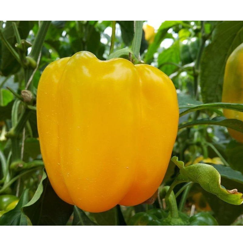 Sunbright (Yellow Bell) Pepper, SWEET (Capsicum annuum)