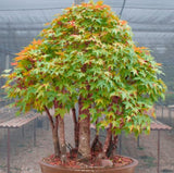 Acer elegantulum d.w. (Elegant Maple)