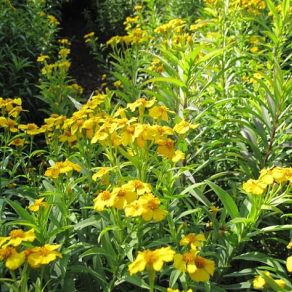 Mexican Mint Marigold