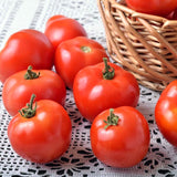 Marglobe Tomato, Standard (Slicing) Tomato (Lycopersicon esculentum)