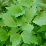 Lovage (Levisticum officinale)