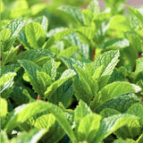 Mint, Peppermint (Mentha piperita)