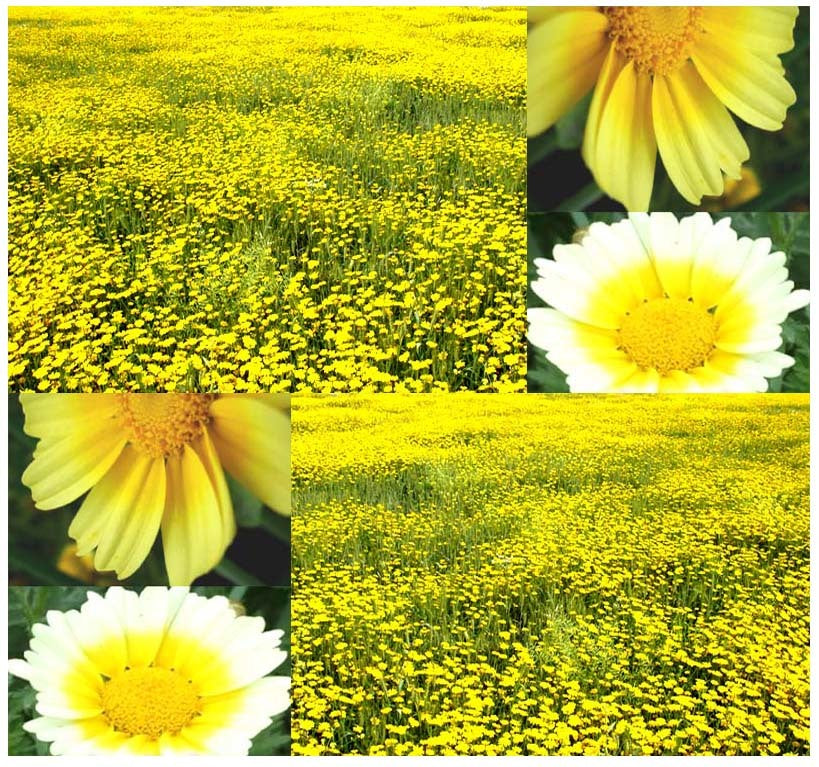 Chrysanthemum Species Mixed