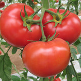Marglobe Tomato, Standard (Slicing) Tomato (Lycopersicon esculentum)