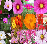 COSMOS bipinnatus/sulphureus USA Mix (Cosmos, Dwarf & Tall Mixed)