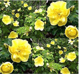 Rosa xanthina (Yellow Rose, Manchu Rose, Canary Bird Rose)