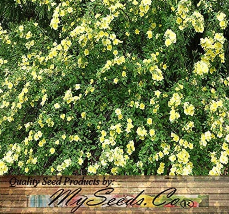 Ikki oila nudistlar sohilida jinsiy aloqada bolishadi Porno ginekologlar va homilador ayollar