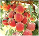 Prunus persica nemaguard (Nemaguard Peach)