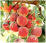 Prunus persica nemaguard (Nemaguard Peach)