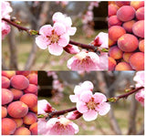 Prunus persica nemaguard (Nemaguard Peach)