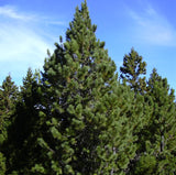 Pinus radiata (Radiata Pine, Monterey Pine, Insignis Pine)